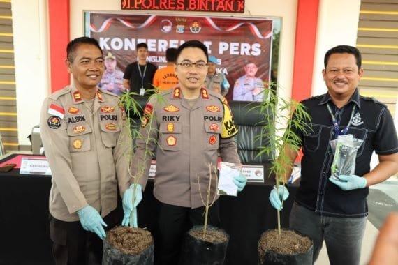 Tanam Ganja diPolibeg, AA Ditangkap Satres Narkoba Polres Bintan