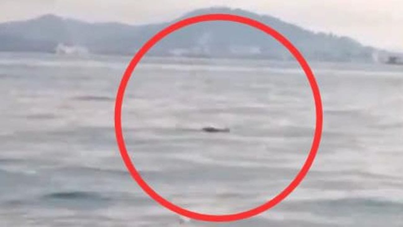 Heboh, Buaya Besar Muncul di Perairan Pulau Meriam, Belakang Padang, Batam