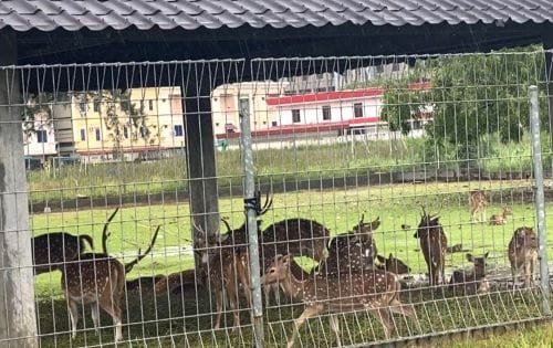 Puluhan Rusa Tutol di Hotel Pasifik Batam Tanpa Izin, Menjadi Sorotan Aktivis Hewan Langka