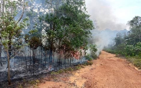 Hutan dan Lahan di Desa Kelong, Bintan, Terbakar Hebat: Pemadaman Dilakukan Secara Manual