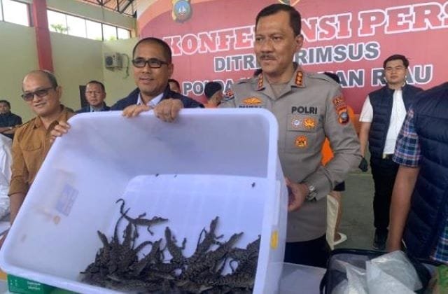 Selundupkan 52 Ekor Buaya ke Thailand, Dua Pria Tembilahan Diadili di PN Batam