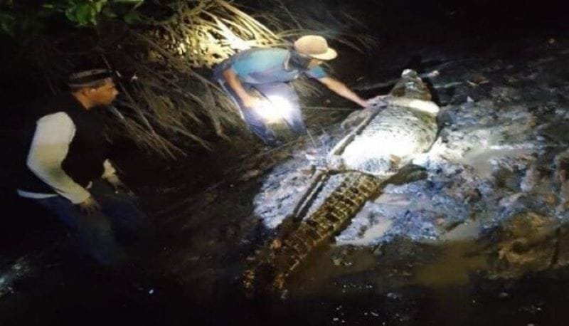 DPRD Kepri Desak PT PJK Bertanggung Jawab atas Insiden Buaya Lepas di Batam