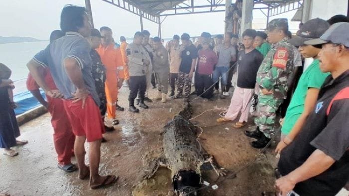 Tujuh Buaya Lepas di Pulau Bulan Berhasil Ditangkap, Masih Ada 10 Buaya dalam Pencarian