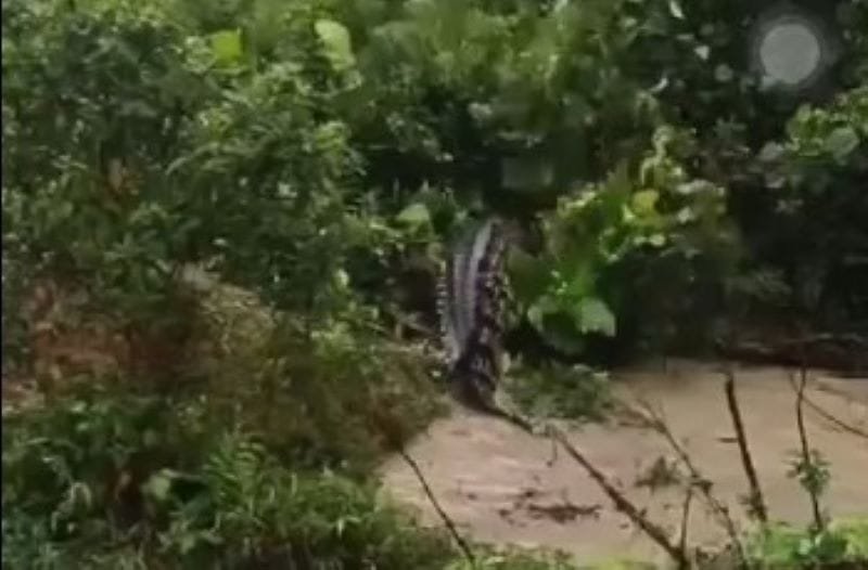 Buaya Rawa Kabur dari Penangkaran di Pulau Bulan, Batam, Polsek dan Warga Lakukan Pencarian