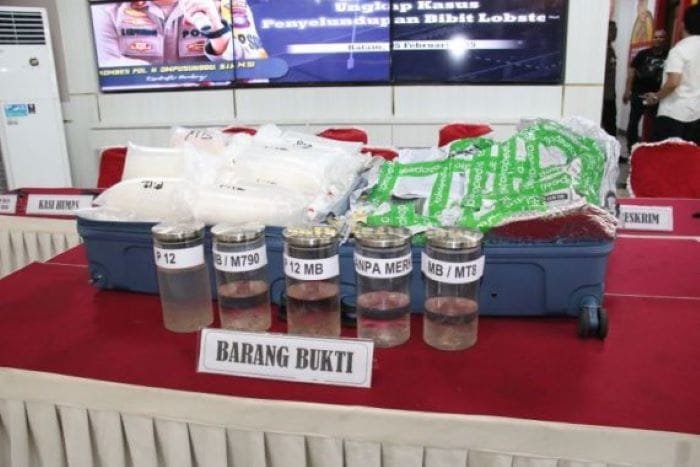 Polisi Gagalkan Penyelundupan 11.543 Benih Lobster Senilai Rp 1,5 Miliar di Pelabuhan Sekupang
