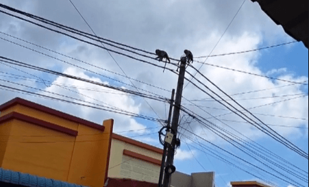 Habitat Monyet Kian Terdesak, Kawanan Monyet Serbu Permukiman Warga Ciptaland