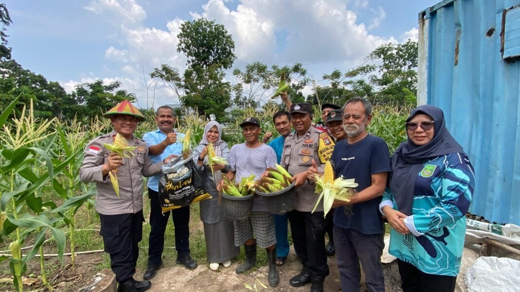 Polsek Sekupang Gelar Panen Raya Jagung di Tanjung Pinggir, Dukung Program Ketahanan Pangan Nasional